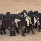 جفرات عوارض صنف مراح كامل