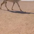 للبيع الضريبه الرمانيه