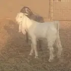 للبيع 3تيوس مشاريك أعمارهم 5اشهر سمينه