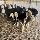 للبيع غنم نجد 14