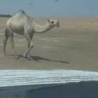 بكره