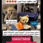 كلب مفقود بجدة ابحر الشمالية قدام محطة الصواري