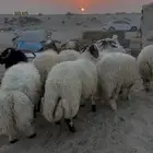 نعيم جبر ناهي ونعيم وسط كفو وحريات مناسبات وثلاجه كفو