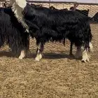 فحل نجدي توه جذع مشروط النسف