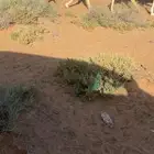 لقحه كفوو شقحاء