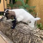 ماعز قزم نوادر