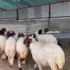 للبيع رخال نعيم تنصفط للقناي