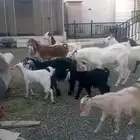 بيع غنم عارضي وهولندي