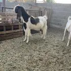 معزا مشرك كفو 3 دفيه وحده توها مقروعه