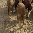 سواكن جذعان طيبه