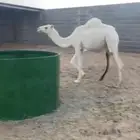 بكره وضحا سليمه من كل شي