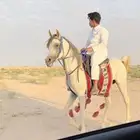 حصان شعبي