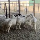 عشره رخال سمان وتصلح مقنوي الموقع بيشة