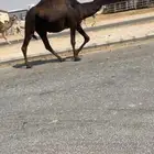 لقحه بكر