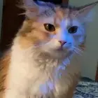 قطه آنثى مفقوده في خميس مشيط