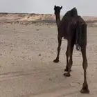 ناقه للبيع