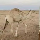 حاشي لباني تحت امه