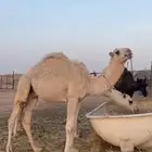 قعود مفرود للبيع