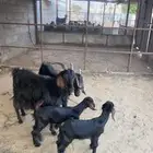 غنم