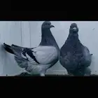 طبه فرش بلوبار top