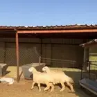 رخال حريات