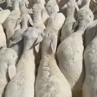 بهم طيب ونظيييف 34