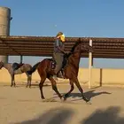 حصان انقليزي