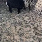 رغوث معها خروف