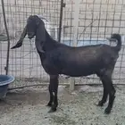 معزاء طيبه بالحيل