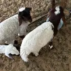 رغايث نعيم العدد 7