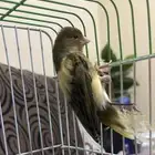 ذكر كناري ( تم البيع )