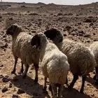 غنم نعيم مضاريع