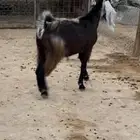 جمد ثنوات فل شحم حيل