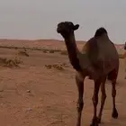 للبيع بكار مفاريد