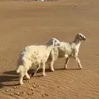 ثنين خرفان فل