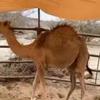 حشوان سمينه وطيبه