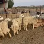 غنم