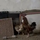 ديك للبيع على السوم و صيصان