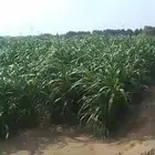 قصب اخضر جيزان قرية ملقوطه ملاحضه أنا معلن فقط