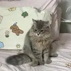 قطط للتبني