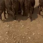 سواكن مرابي طيبة
