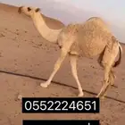 بكره حواره