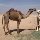 لبيع نياق ضرايب