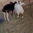 مهاجين اعمارها ثلاث شهور ونص