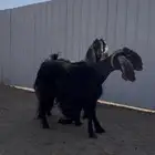معزا عوارض طيبه