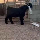 مشرو فحل عارضي