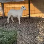 طلي مقفل شحم وبري