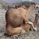 جمل احمر للبيع