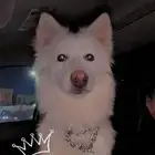 كلب هاسكي انثى عمرها سنه وشهرين اغراضها موجوده ومطعمه