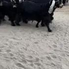 للبيع معزا عوارض ريش خصم معررفه